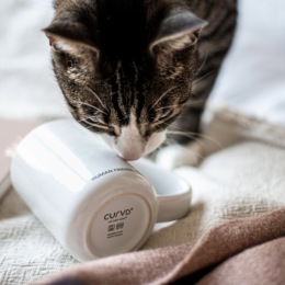 Paws and enjoy life  Paws and enjoy life